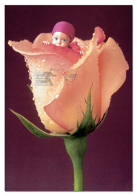 Educa puzzle Engush Rose