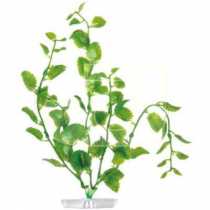Aquarium Plants Cardamine Akvaryum Bitkisi  20 cm