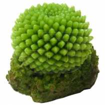 Litolity Kakt�s Akvaryum Bitkisi