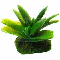 Litolity Yaprakl� Akvaryum Bitkisi