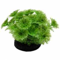 Bonsai Akvaryum Bitkisi  8,5 cm