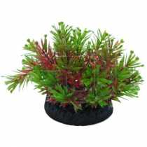 Bonsai Akvaryum Bitkisi  8 cm