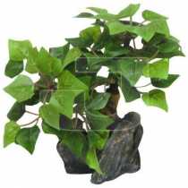 Bonsai Akvaryum Bitkisi  13 cm