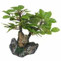 Bonsai Akvaryum Bitkisi  13 cm