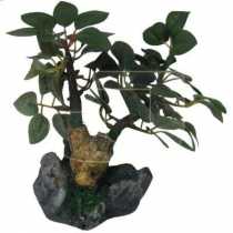 Bonsai Akvaryum Bitkisi  15 cm