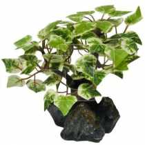 Bonsai Akvaryum Bitkisi  13 cm