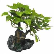 Bonsai Akvaryum Bitkisi  14 cm