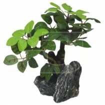 Bonsai Akvaryum Bitkisi  14 cm
