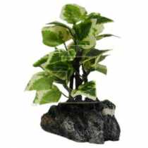 Bonsai Akvaryum Bitkisi  10 cm