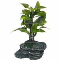 Bonsai Akvaryum Bitkisi  10 cm