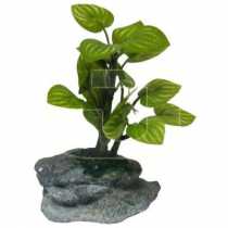 Bonsai Akvaryum Bitkisi  10 cm