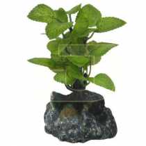 Bonsai Akvaryum Bitkisi  10 cm