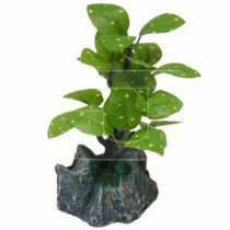 Bonsai Akvaryum Bitkisi  10 cm