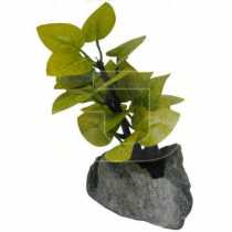 Bonsai Akvaryum Bitkisi  10 cm