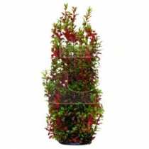 Aqua Pro Oval Bordo Yaprakl Akvaryum Bitkisi  50 cm