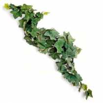 Komodo Comores Vine Sarmak  23 cm
