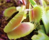 SNEK BCEK KAPAN BTK! VENUS FLY TRAP TOHUM