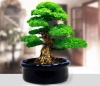  Bonsai Ekim Kiti