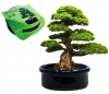 Bonsai Ekim Kiti
