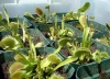 SNEK BCEK KAPAN BTK! VENUS FLY TRAP TOHUM
