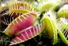 SNEK BCEK KAPAN BTK! VENUS FLY TRAP TOHUM